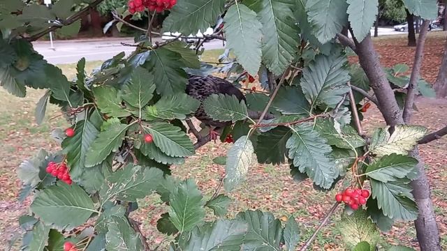 Отважный голубь! / Brave pigeon! смотреть онлайн