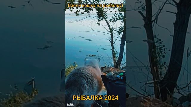 Рыбалка 2024 Взяли кошку на рыбалку смотреть онлайн