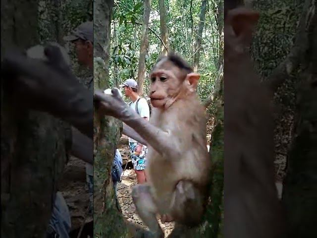 Пугливая обезьянка / funny monkey смотреть онлайн