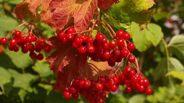 grappes de viorne rouge mûre смотреть онлайн