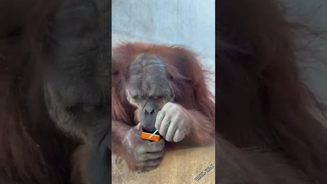 как правильно пить сок ребятам на фронт я там уже был и знаю каково это 2202 2003 4591 2586 сбер смотреть онлайн