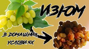 Изюм в домашних условиях без сушилки. Два способа приготовления