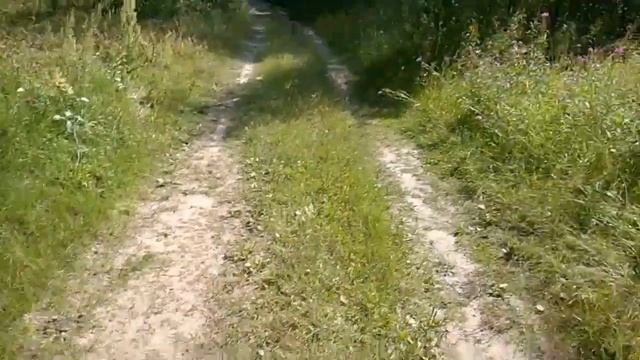 //Собираю Грибы В Лесу// Как Заготавливаю// Всё Быстро И Просто// смотреть онлайн