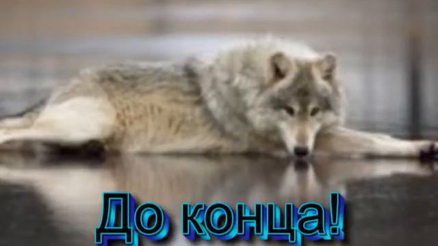 История каждого волка! смотреть онлайн