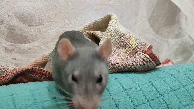 Крыски-вечерние кайфулички 🤗 смотреть онлайн