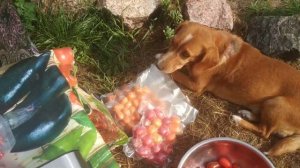 СВЕЖИЕ ОВОЩИ ЗИМОЙ. ВАКУУМАЦИЯ.