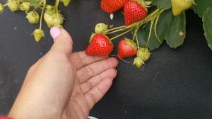 Фенг Сянг нейтрал. Китаец. Отличный, продуктивный сорт.