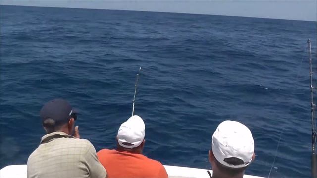 Доминикана: белый марлин примерно на 40 кг. смотреть онлайн