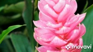 Как цветет имбирь