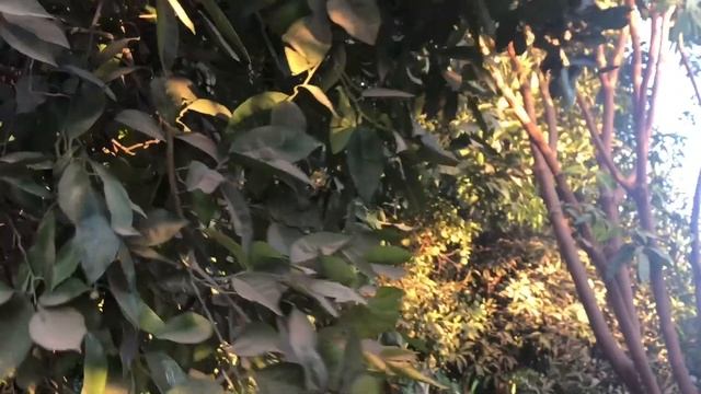 Как реально растут бананы, Банановый остров в Египте смотреть онлайн