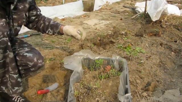 Хранение хризантем зимой. Мультифлора. смотреть онлайн