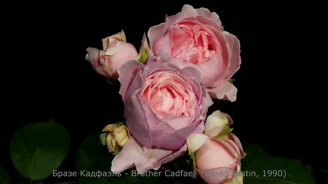 Как распускается роза Бразе Кадфаэль - Brother Cadfael (Austin, 1990) смотреть онлайн