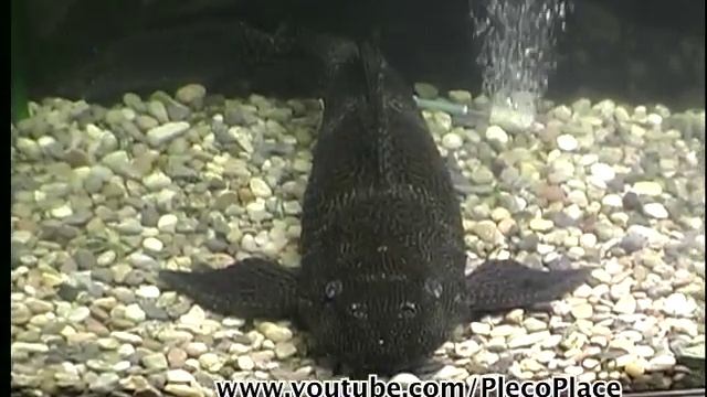 PLECOSTOMUS -- 19 inches long !! смотреть онлайн