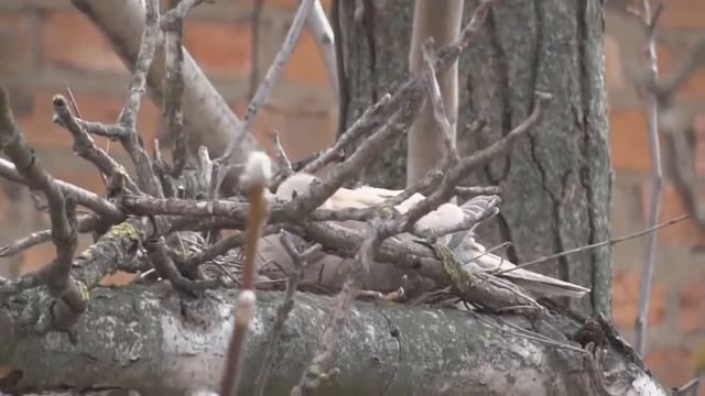 Строительство гнезда hd720 смотреть онлайн