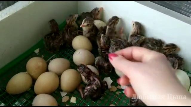 Хотела вырастить - муж не разрешил ? МОЙ РЕЖИМ ИНКУБАЦИИ ЦЕСАРИНЫХ ЯИЦ смотреть онлайн
