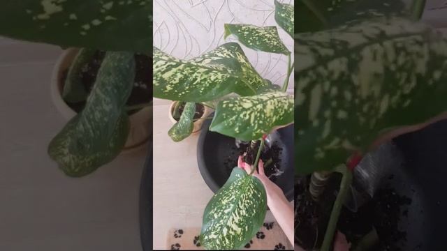 2 часть. Результат эксперимента с Диффенбахия. Посадка Диффенбахии.