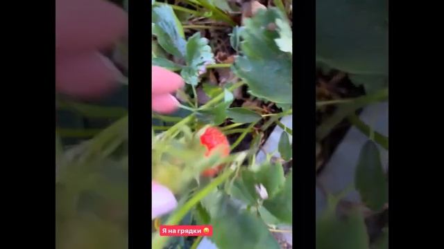 Анна Семенович показала свою дачу. смотреть онлайн