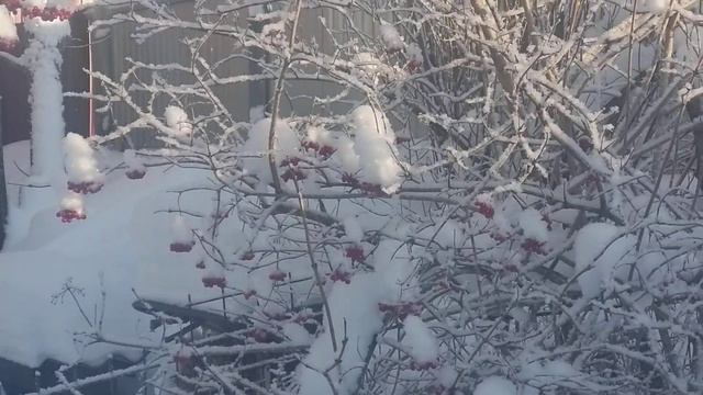 Калина во дворе у знакомого смотреть онлайн