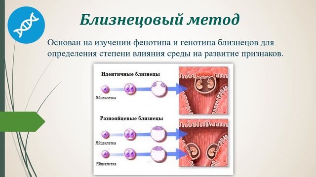 Генетика человека