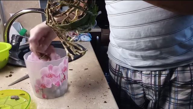 Орхидеи_Как пересадить большую орхидею_ Пересадка орхидеи смотреть онлайн