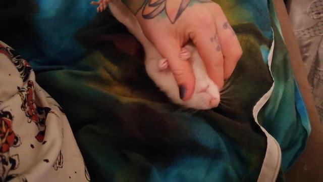 Крыса кайфует смотреть онлайн