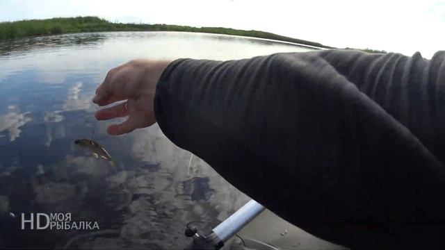 ЛОВЛЯ ЩУКИ на КРУЖКИ. РЫБАЛКА на ЖИВЦА. смотреть онлайн