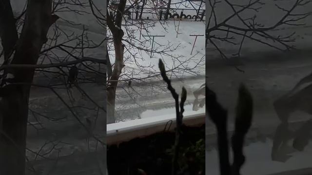 Сойка и тополиные веточки смотреть онлайн