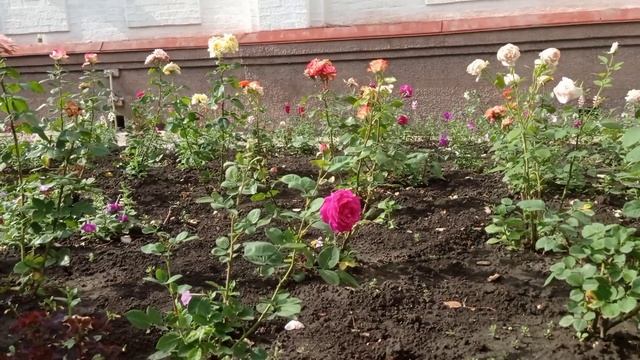 Престольный праздник в храме Священномученика Владимира смотреть онлайн