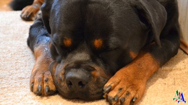 Кроме меня собака никого не подпустила, и мне пришлось принимать роды у ротвейлера смотреть онлайн