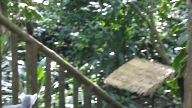 летучие лисы. битва за еду * flying foxes fighting for food смотреть онлайн