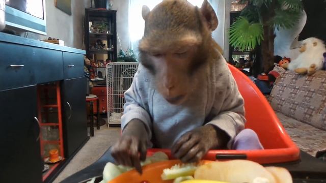 хотели ягодный, а получился огуречный...полдник макак))) смотреть онлайн