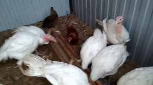 Как отличить индюка от индюшки в полтора месяца