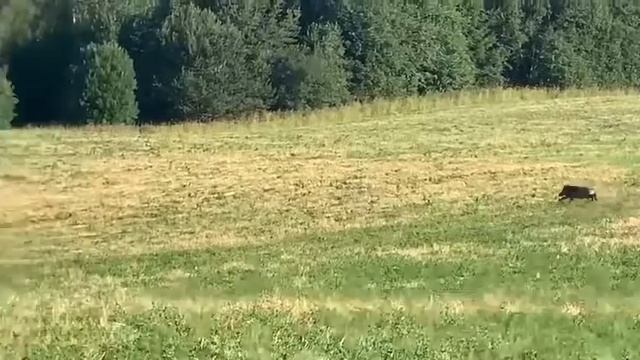 Кабаны, целое стадо кабанов ) смотреть онлайн
