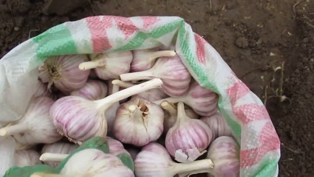 Посадка озимого чеснока в октябре ? чтобы выросла крупная головка и чем мульчирую смотреть онлайн