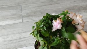 ОБРЕЗКА АЗАЛИИ после цветения. #азалия #обрезкаазалии #цветениеазалии #азалияштамбовая