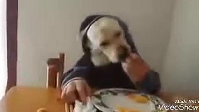 Новые приколы 2016 смешные картинки видео файлы анекдоты jovkrotvk смотреть онлайн