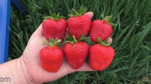 ВЕРИТИ ремонтантный сорт клубники