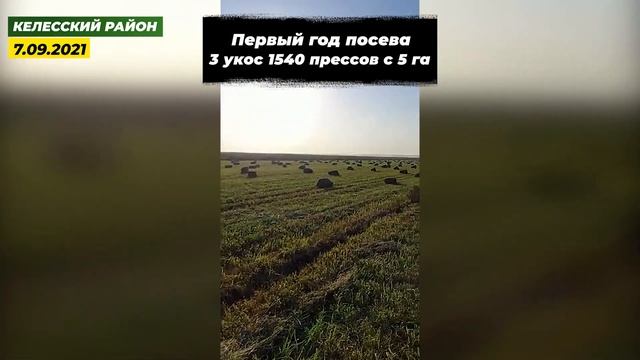 808 прессов люцерны Джеа с 1 гектара за 3 укоса в первый год посева смотреть онлайн