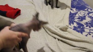 Сфинксу одежка из ни чего) Делаем кофточку из рукава свитера. Быстро и легко)