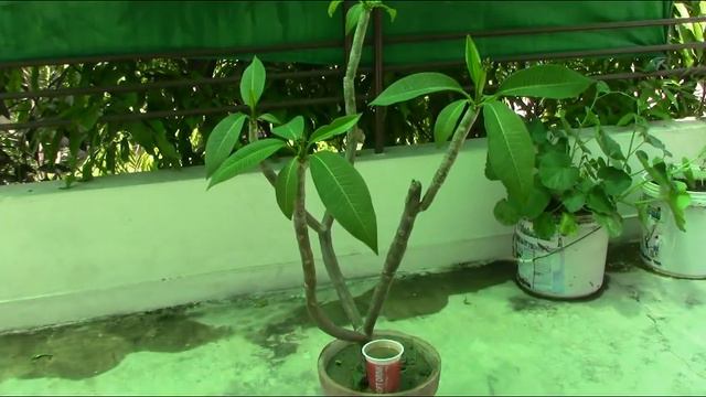 PLUMERIA TREES CARE | PLUMERIA | CHAMPA | GULCHIN  | FRANGI PANI | GROWING SECRT |