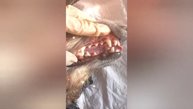 💎 УЛЬТРАЗВУКОВАЯ ЧИСТКА ЗУБОВ смотреть онлайн
