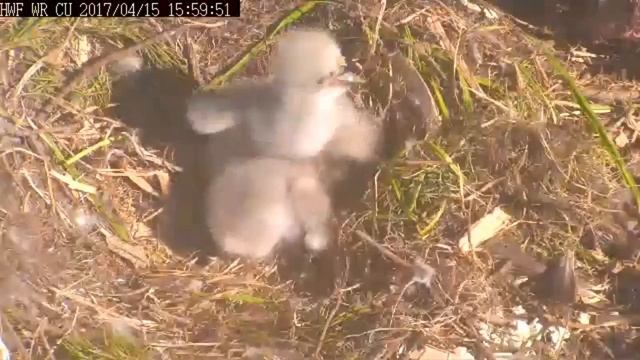 White Rock Eagle BC 4 15 17 355pm & 447pm Feedings both get feed at 2nd feeding смотреть онлайн