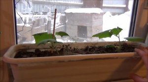 Огурцы зимой на подоконнике//Лампа для растений