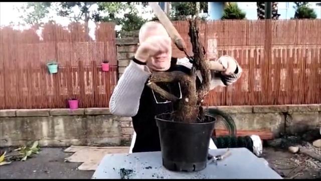 Bonsai de Ampelopsis, recuperado de jardín. смотреть онлайн