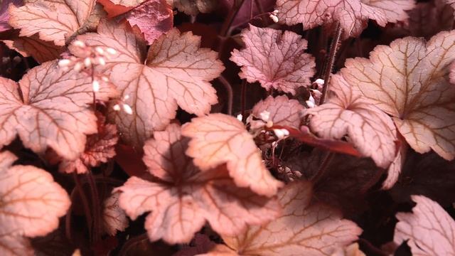 Heuchera Georgia Peach at Wayside Gardens смотреть онлайн