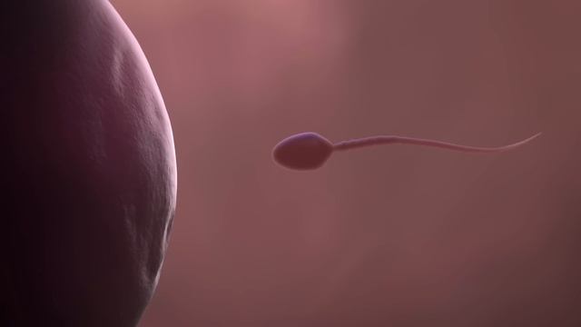 Menstrual Cycle Basics | 3D animation (1/2) смотреть онлайн