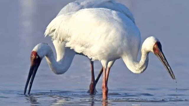 ЖУРАВЛИНАЯ ПЕСНЯ (Очень душевная песня) смотреть онлайн