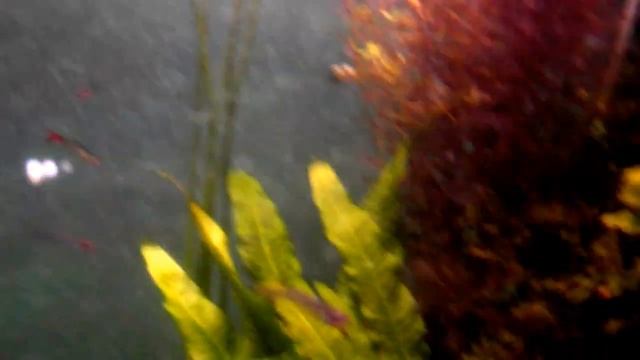 Стеклянный сом с острова Ява, Kryptopterus bicirrhis, аквариумные рыбки сомики, океанариум спб смотреть онлайн