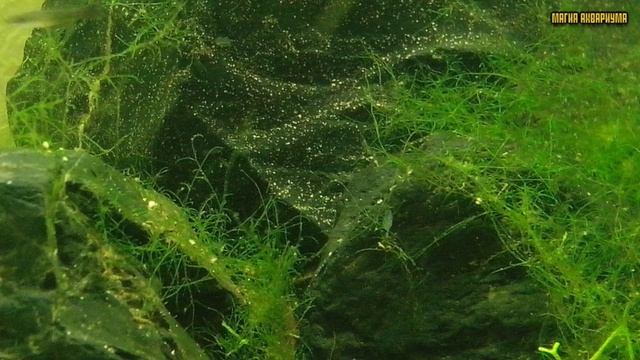 Какие удобрения нужны для аквариума | Как вносить удобрения в аквариум | Удобрения в аквариуме смотреть онлайн