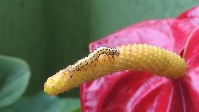 Жёлтая гусеница | Yellow caterpillar смотреть онлайн